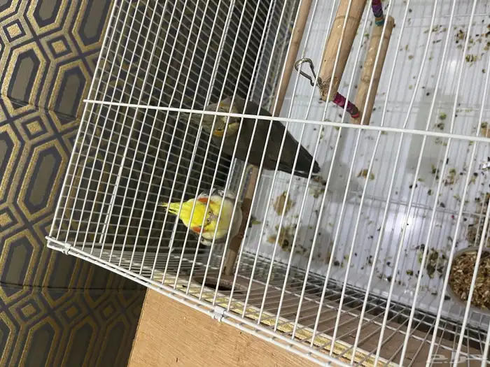 كروان زوج و بادجي طيور الحب للبيع 0