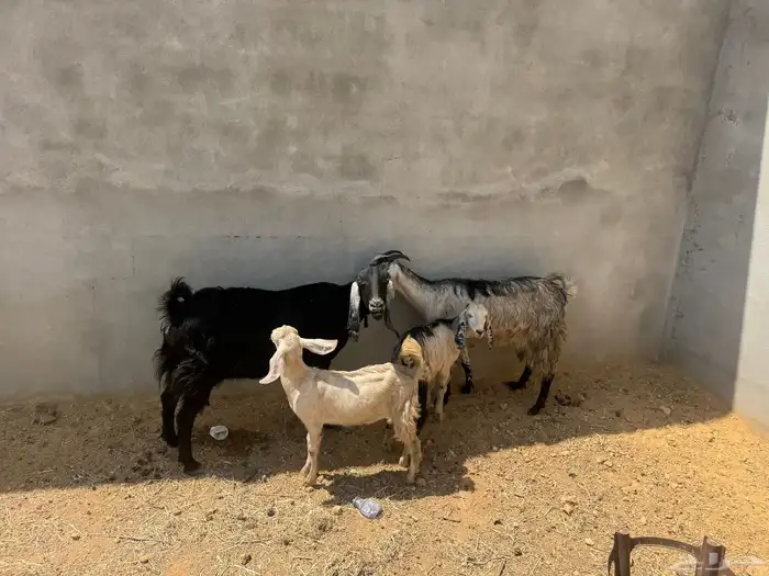 معزا ولد 1