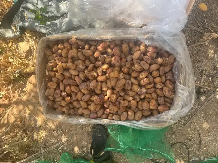 تمور اخلاص فاخر للبيع كميه كبير 9
