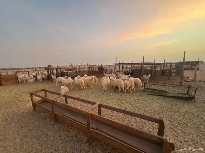 طليان و رخال حرية تربية 0