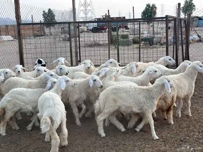 طليان ورخال 23 راس بحرة حدا 8