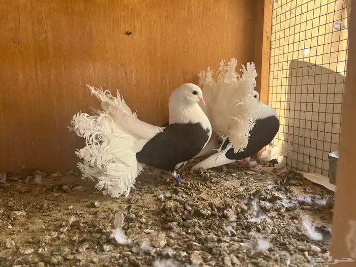 حمام شماسي 0