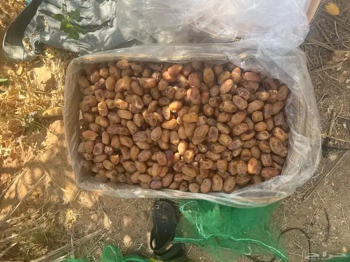 تمور اخلاص فاخر للبيع كميه كبير 8