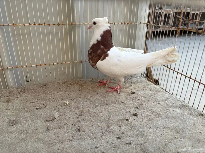 حمام ايراني مطوق بانتاجه 6