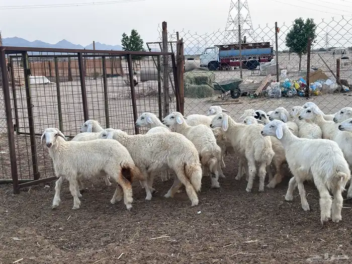 طليان ورخال 23 راس بحرة حدا 22