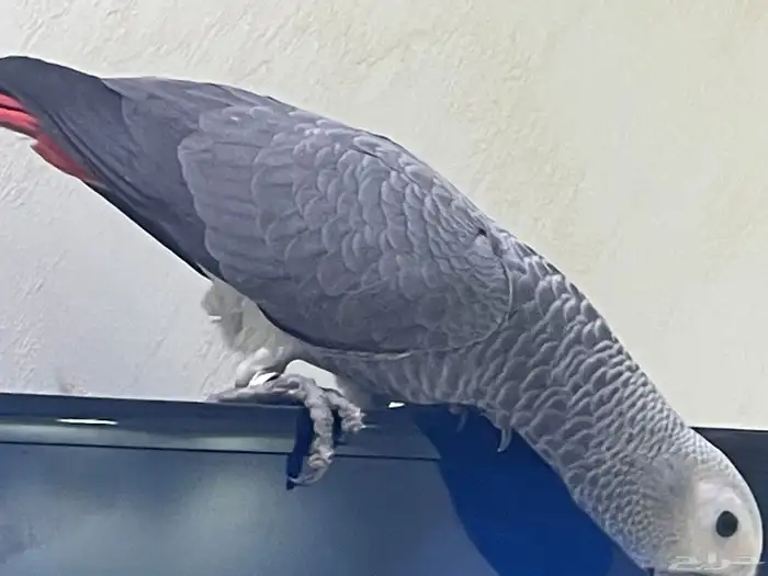 كاسكو فرخ هدد 0