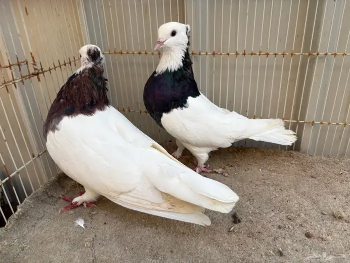 حمام ايراني مطوق بانتاجه 2