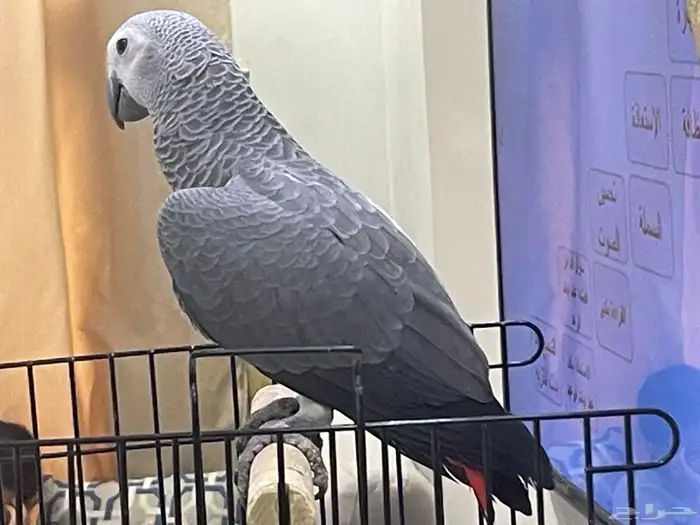 كاسكو فرخ هدد 3