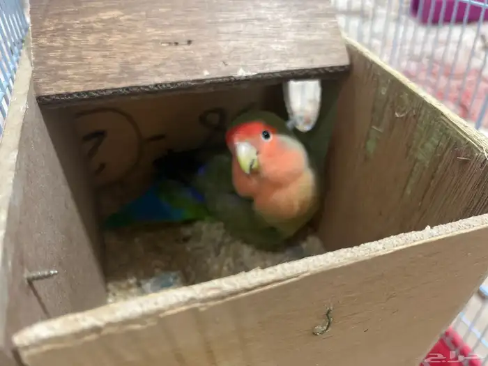 روز تزاوج الي صامل يجي على السوم 2