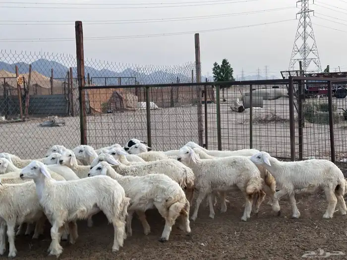 طليان ورخال 23 راس بحرة حدا 3