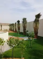 توريد وتركيب نخل العربي والوشنطني 7