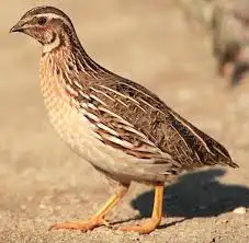 سمان حي للبيع 0