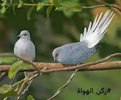 ع اعرض لكم يمام الماسي 0