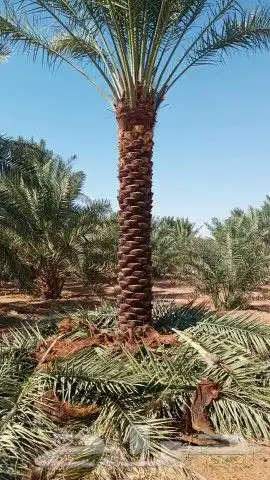 توريد وتركيب نخل العربي والوشنطني 9