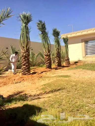 توريد وتركيب نخل العربي والوشنطني 8