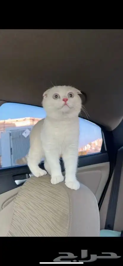 ذكر سكوتش فولد 1