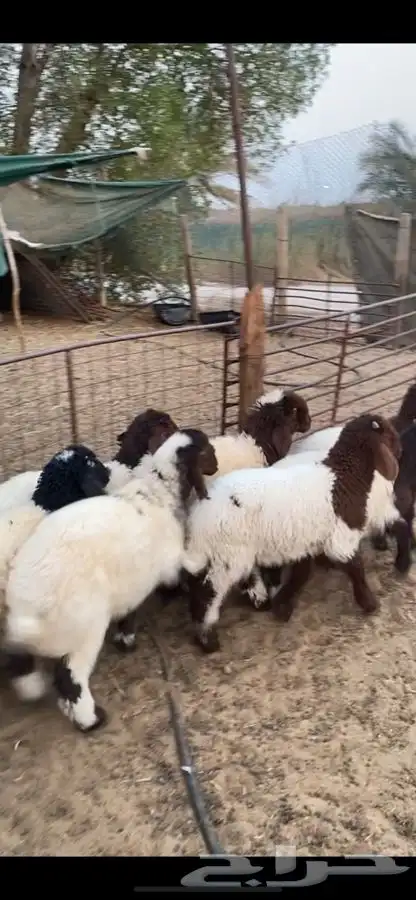 هرافاء بريه فل الفل ع حول 3 شهور العدد 8 متناصفه 2