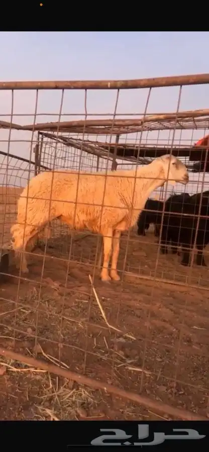 للبيع خروف صنف حري 0