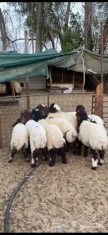 هرافاء بريه فل الفل ع حول 3 شهور العدد 8 متناصفه 7
