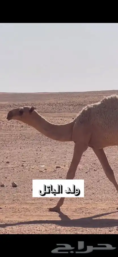 البيع حوار طيب 0
