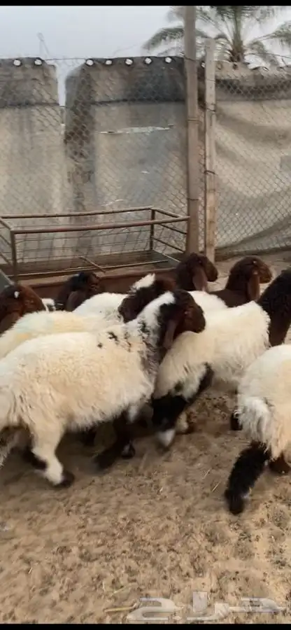 هرافاء بريه فل الفل ع حول 3 شهور العدد 8 متناصفه 8