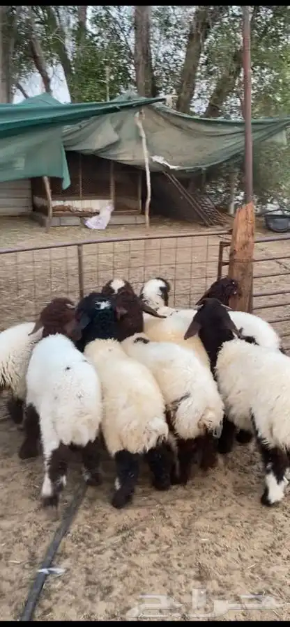 هرافاء بريه فل الفل ع حول 3 شهور العدد 8 متناصفه 0