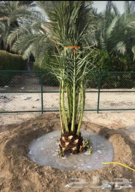 توريد وتركيب نخل العربي والوشنطني 6