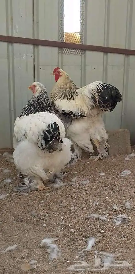 دجاج براهما كولمبي فاخر مستوى 0
