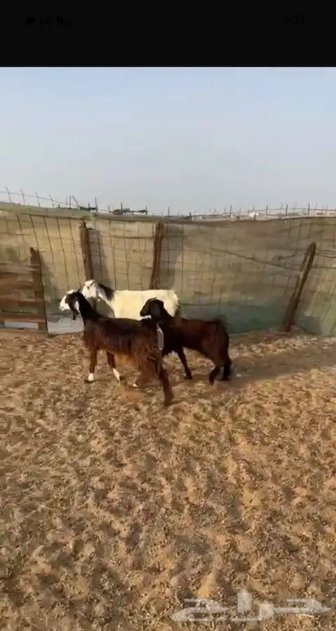 عرضين 0