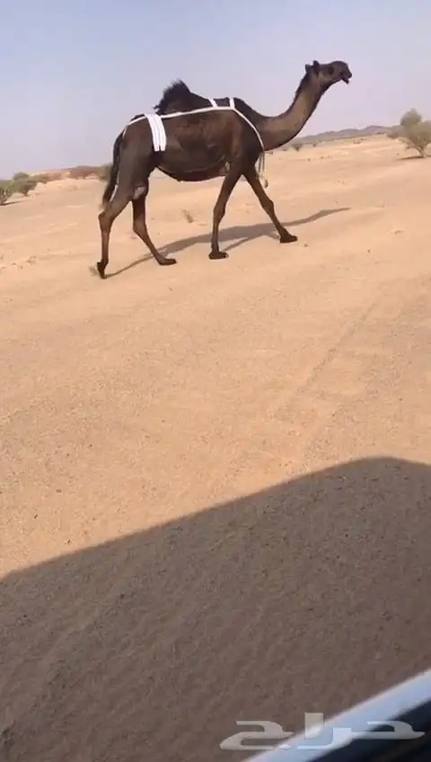 البيع ابل كفو مجاهيم 1