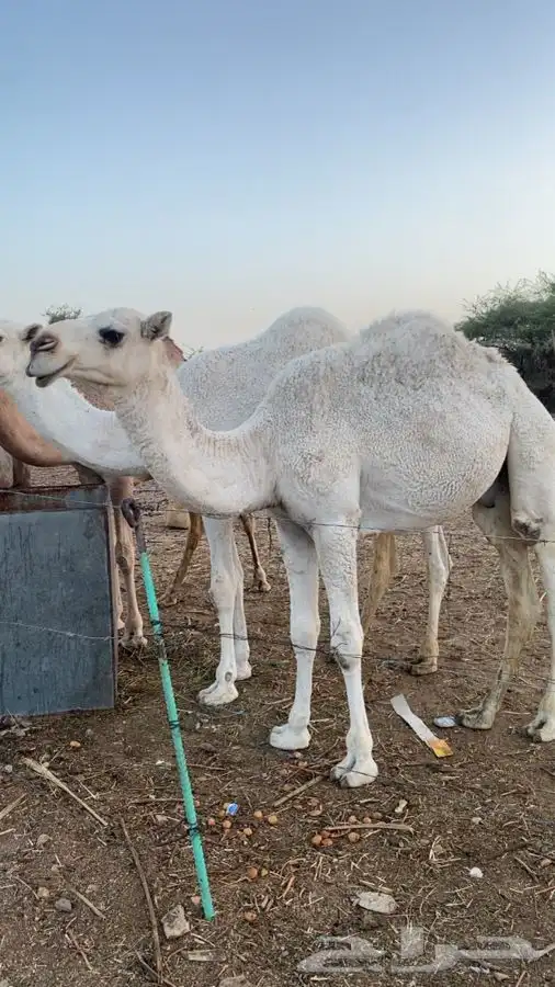 قعود طيب للبيع 1