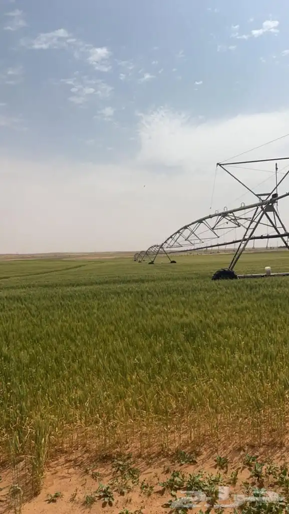 للبيع ارض زراعية برخصه زراعة قمح في المذنب 1