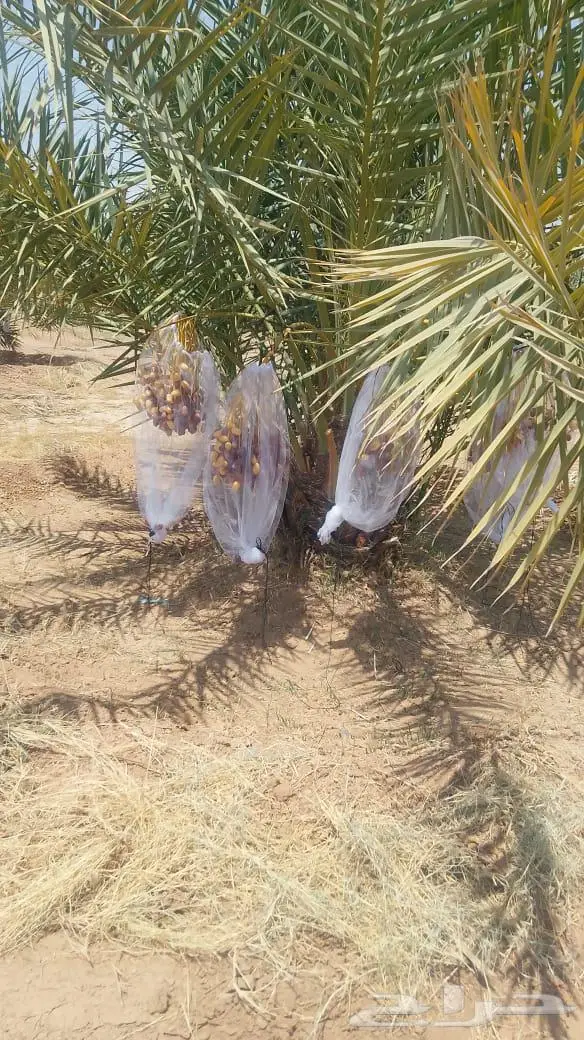 للبيع ثمرة خلاص طيبة 0