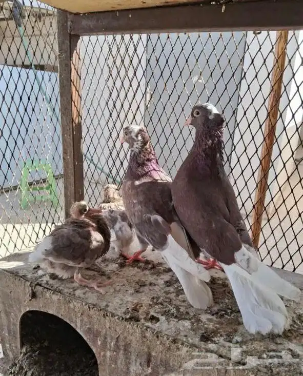 جوزين قطايف حمر للبيع 1