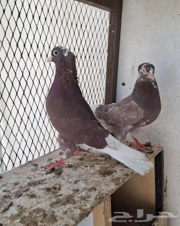جوزين قطايف حمر للبيع 0
