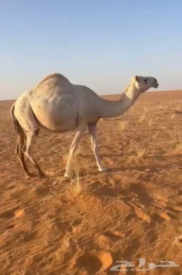 لقحه ام ثالث او رابع هديه وسليمه شرط 0
