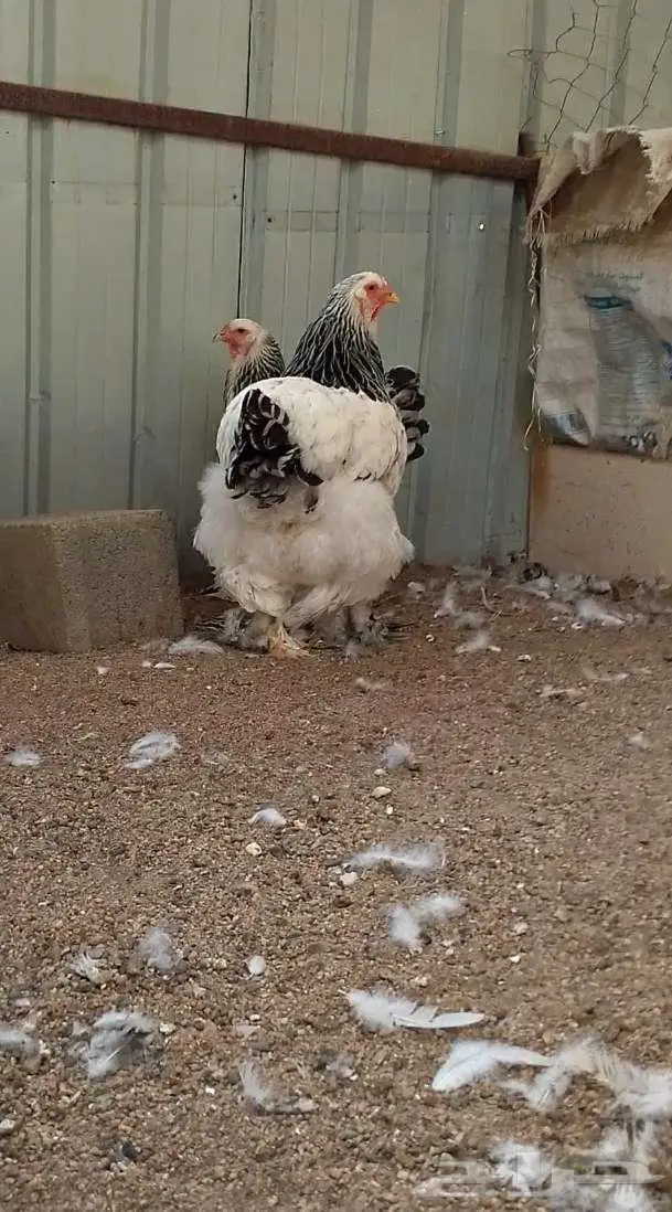 دجاج براهما كولمبي فاخر مستوى 2