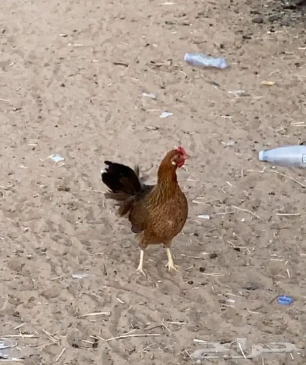 دجاجه كفو من انوع القديم محضنه علا اكثر من 13 0