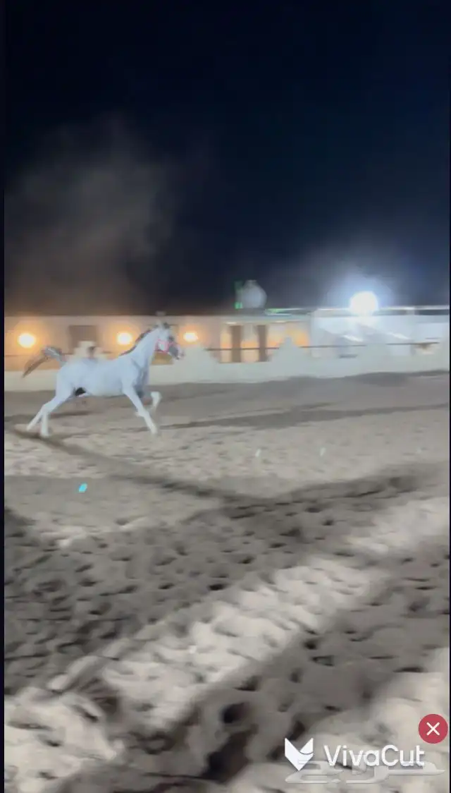 حصان واهو حفيد عجمان منسيوني ابن دبليو اس جستس 7
