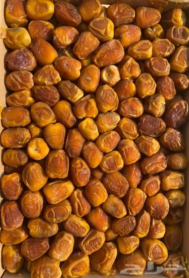 بريده 0