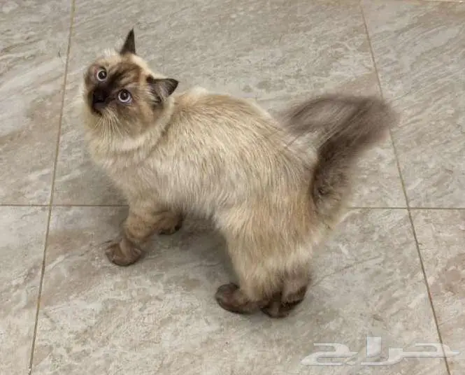 قطه للبيع 0