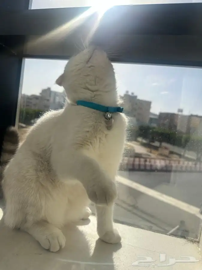 ذكر سكوتش فولد 2