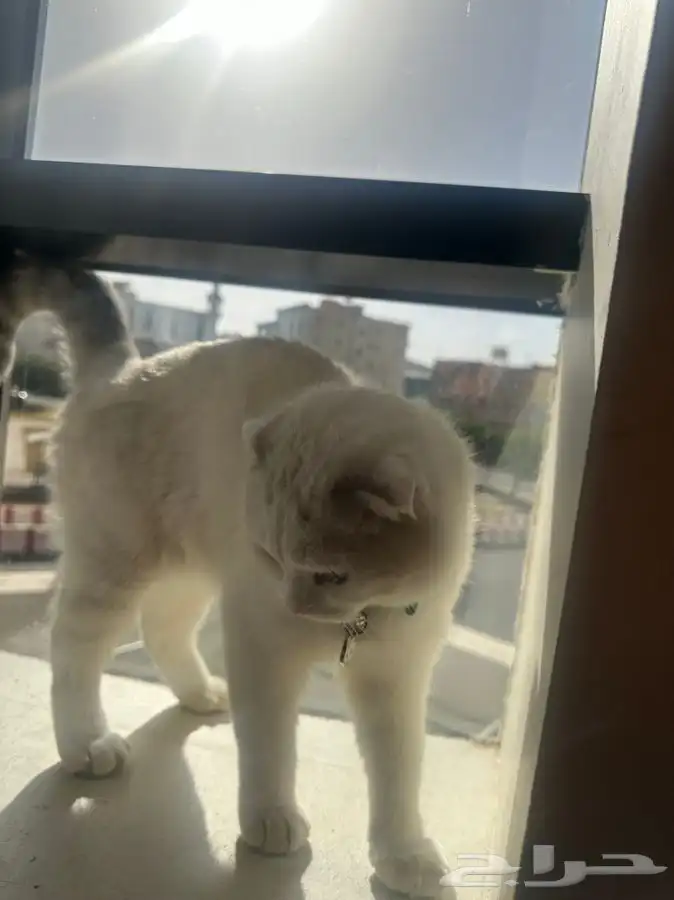 ذكر سكوتش فولد 3