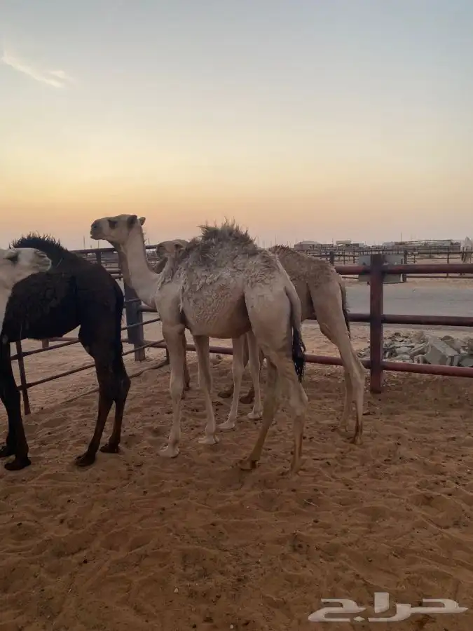 6 حشو طيبات 3