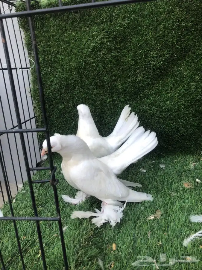 طبات كرنقو تم البيع تم البيع 0
