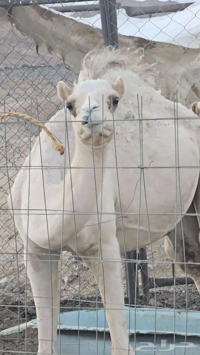 بكره مهجنه طيبه 1