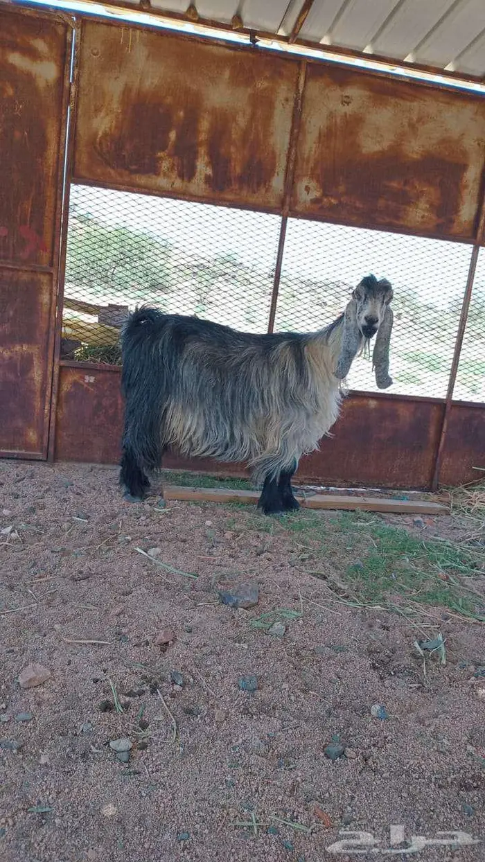 غنز عارضيه فاخره حليب 1