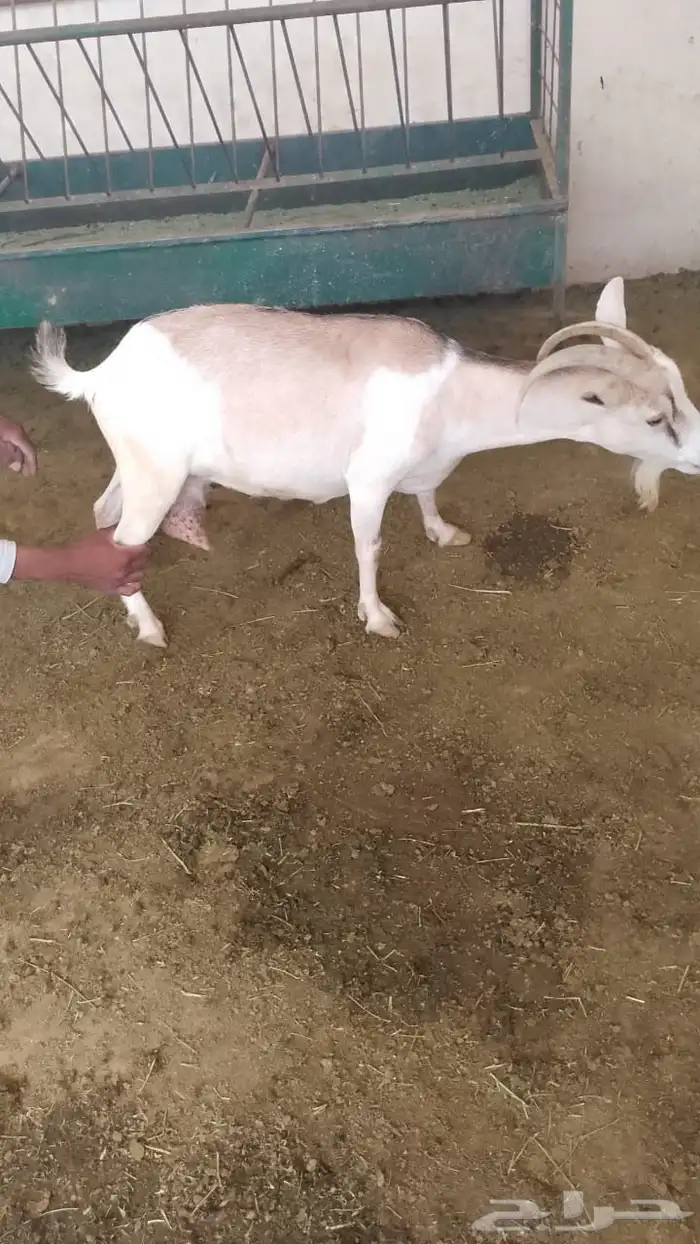 مراح معزا قزميه 20