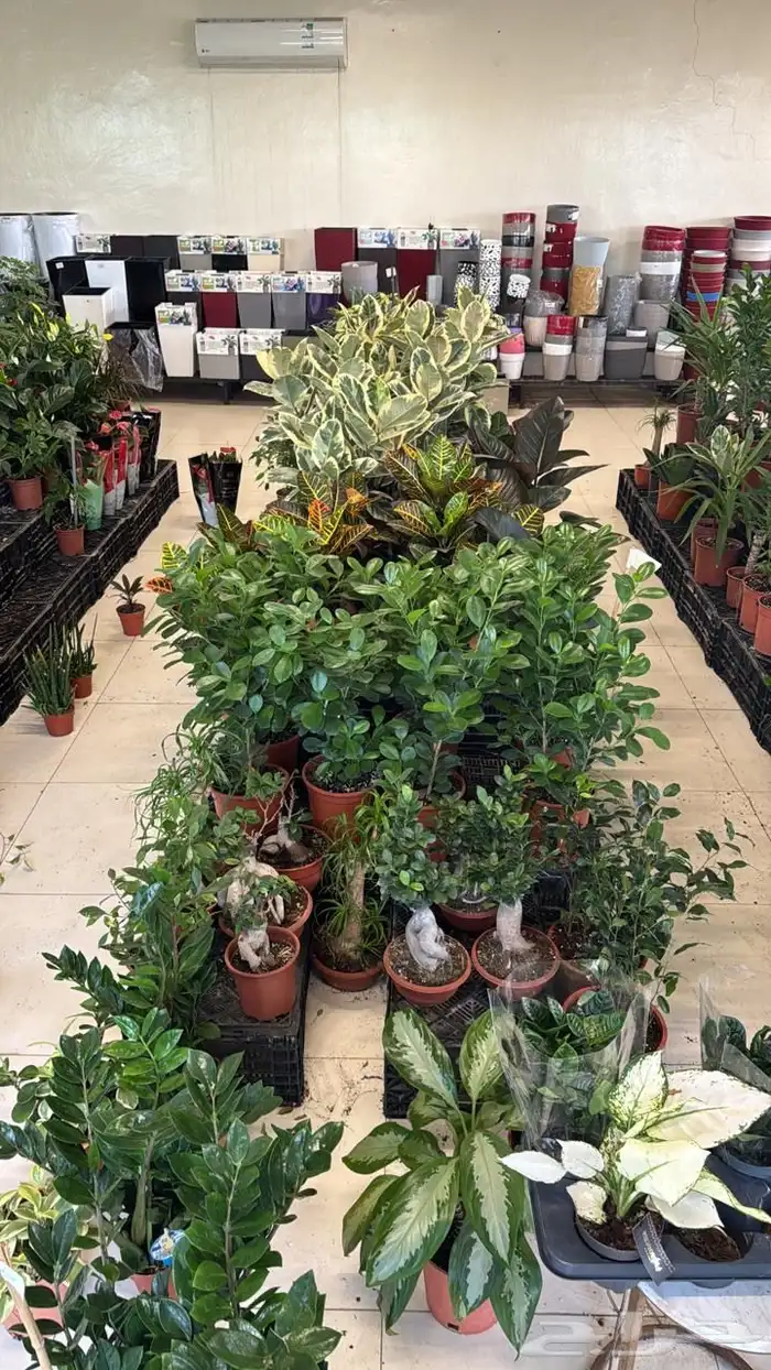 نوفر نباتات وزرع داخلي 6