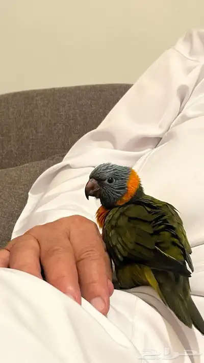 ببغاء لوري index